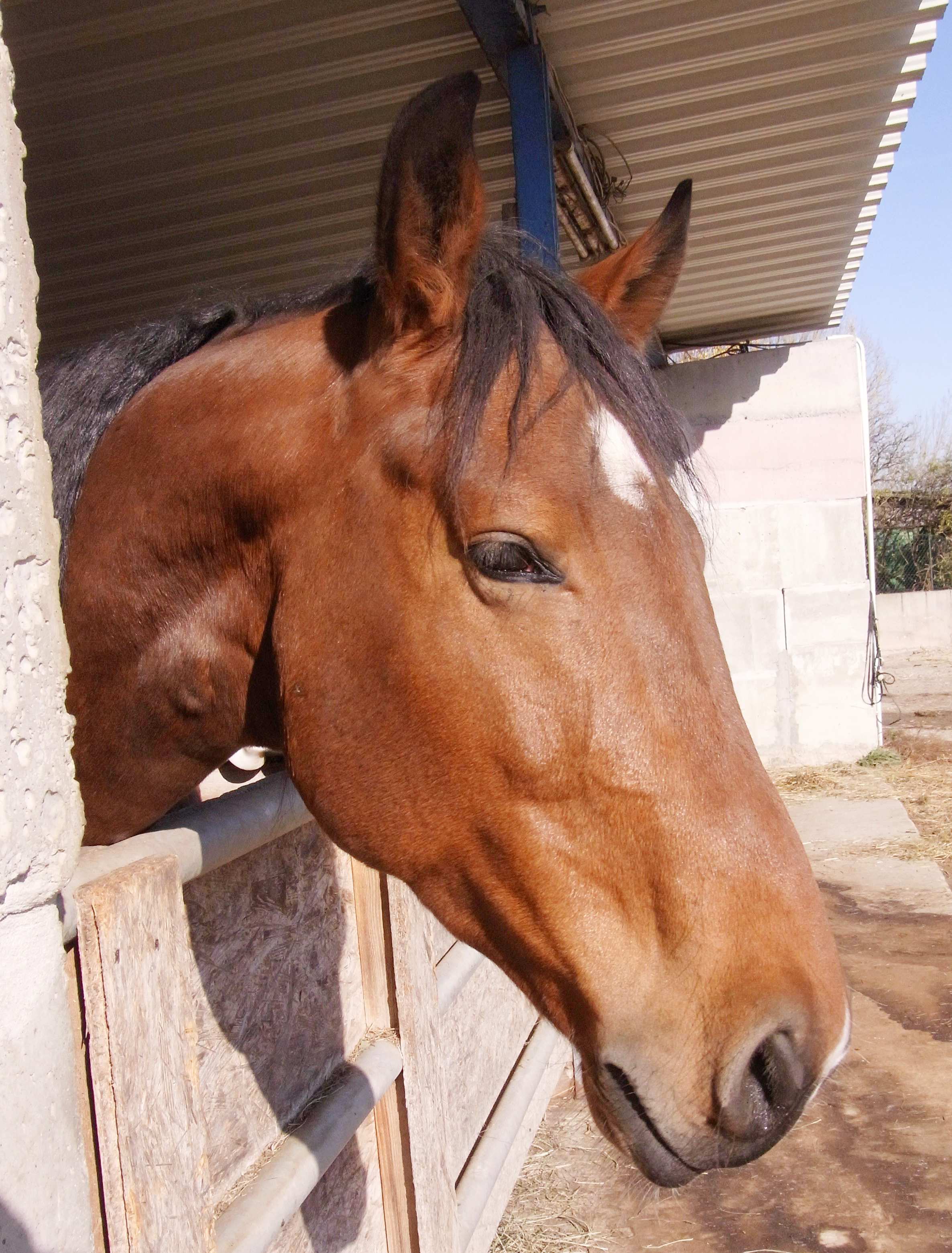 11PanTauKopf