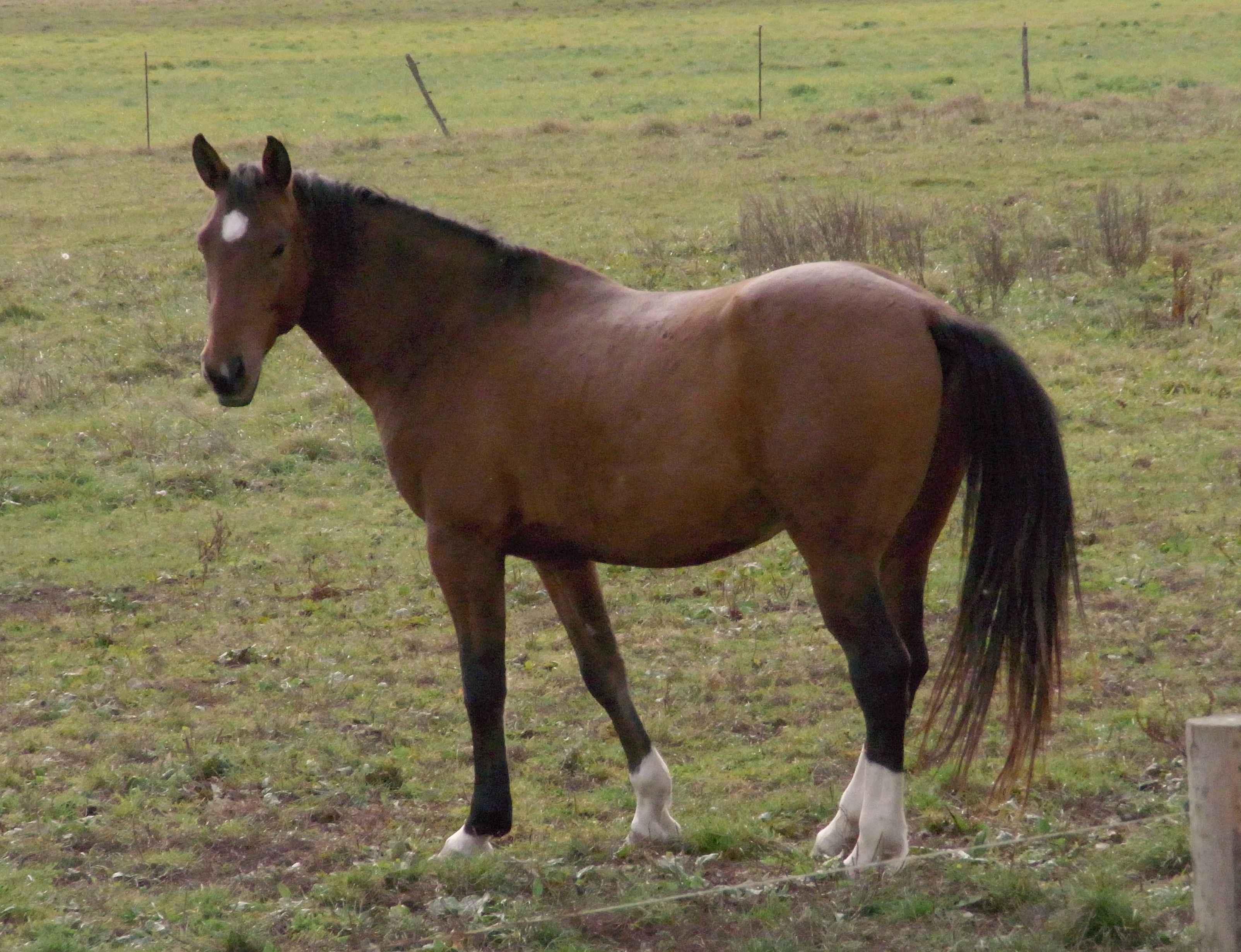 11PrinzWeide