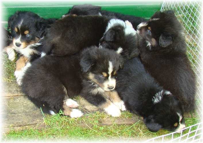 2011-07-Welpen1_WEB